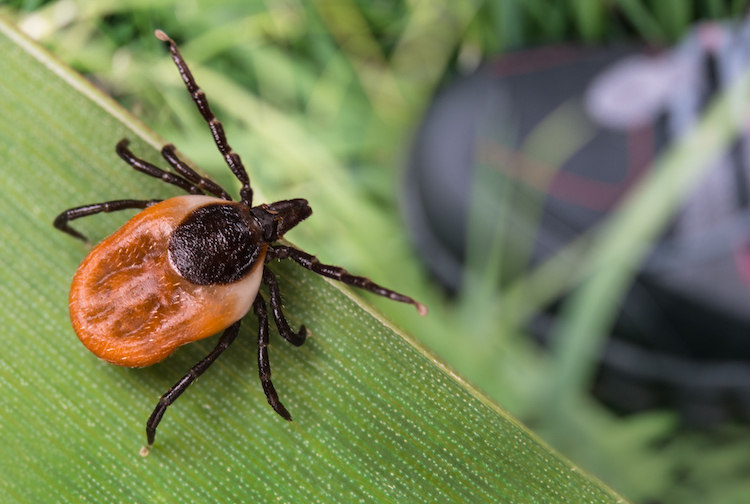 Rising Tick Threat: Lyme Disease Raises Concerns Across the US. Credit | Getty Images
