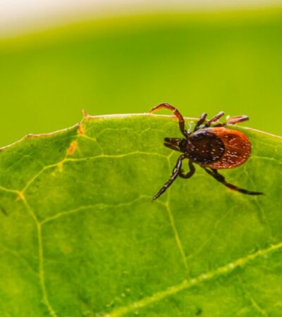 Lyme Disease Raises Concerns Across the US. Credit | Unsplash
