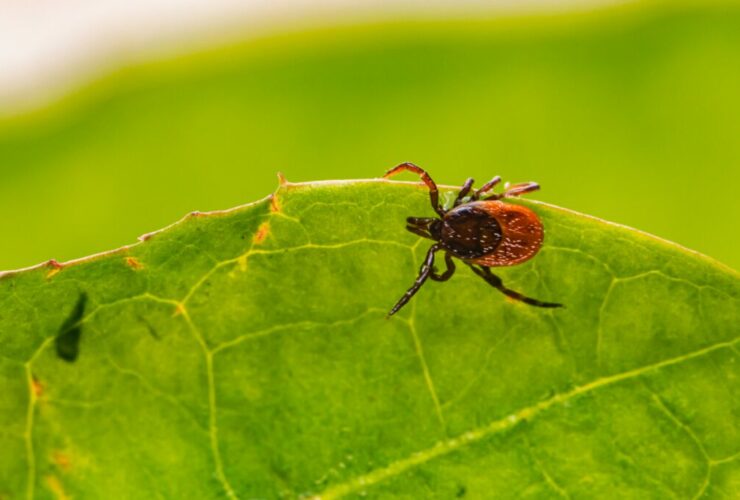 Lyme Disease Raises Concerns Across the US. Credit | Unsplash